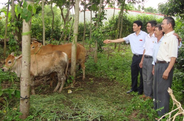 Hội Cựu chiến binh TP. Buôn Ma Thuột tặng bò giống cho hội viên có hoàn cảnh khó khăn.
