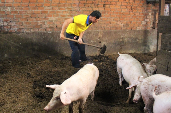 Mô hình chăn nuôi heo trên nền đệm lót sinh học của gia đình ông Nguyễn Thế Lương. 