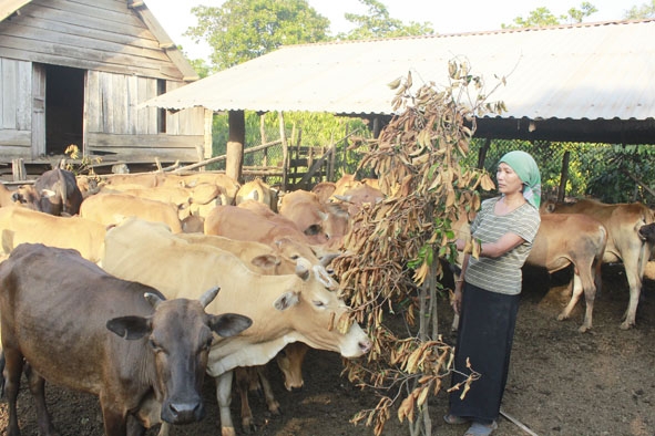 Chị H’Blo H’môk hội viên chi hội phụ nữ buôn H’Đớk thoát nghèo nhờ vốn vay quỹ Hội LHPN xã Ea Kao nuôi bò sinh sản. 