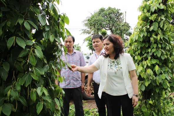 Thứ trưởng Bộ Lao động-thương bình và xã hội Nguyễn Thị Hà thăm trang trại tổng hợp ở xã Ea Mnang (huyện Cư M'gar).