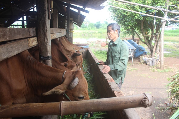 Cựu TNXP Nguyễn Đình Thái chăm sóc đàn bò.