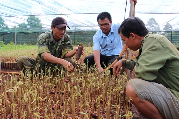 Nông dân xã Hòa Thắng (TP. Buôn Ma Thuột) kiểm tra cây bơ giống trước khi xuất bán ra thị trường. 