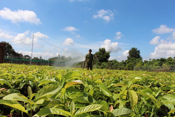 Nhiều hội viên nông dân xã Hòa Thắng  (TP. Buôn Ma Thuột) phát triển kinh tế từ sản xuất kinh doanh giống cây trồng.