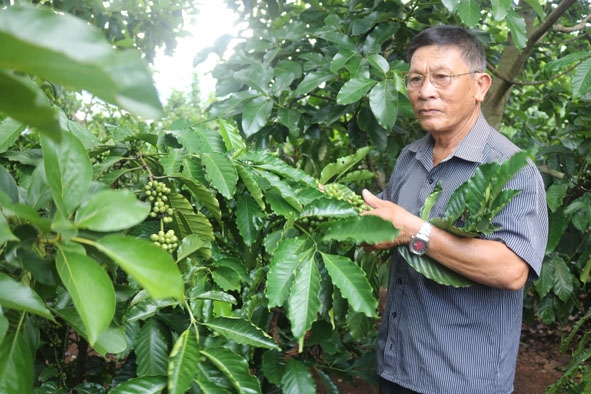 Ông Trần Xuân Bình ở thôn 6, xã Hòa Khánh (TP. Buôn Ma Thuột) chăm sóc vườn cà phê xen bơ của gia đình. 