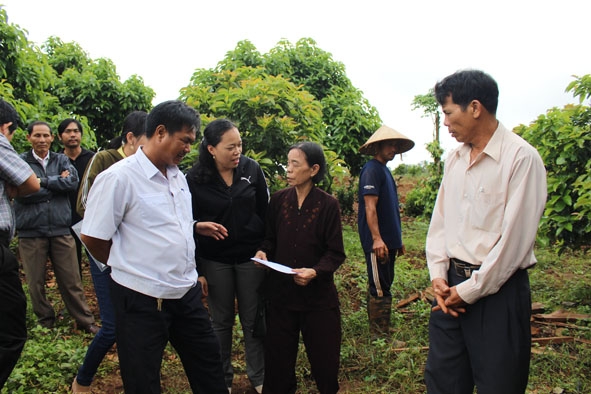 Gia đình bà Hoàng Thị Tiến được Hội Khuyến nông huyện Krông Búk hướng dẫn chi tiết cách chăm sóc bò.