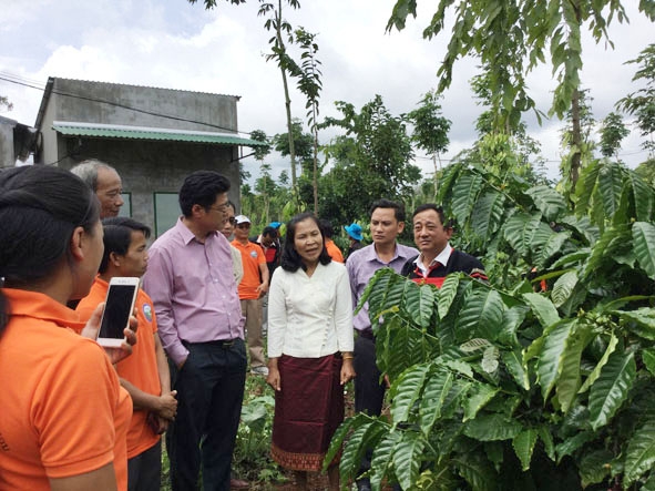 Đoàn cán bộ, nông dân tìm hiểu kỹ thuật trồng cà phê bền vững tại HTX Nông nghiệp dịch vụ  Công bằng Ea Tu, TP. Buôn Ma Thuột. 