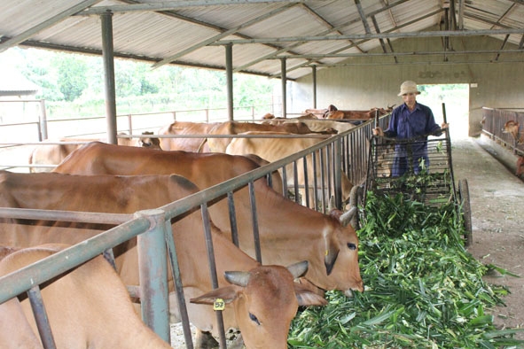 Chăn nuôi bò bán công nghiệp tại huyện Cư M’gar. 