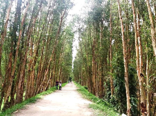 Con đường mòn tuyệt đẹp để du khách khám phá rừng tràm.