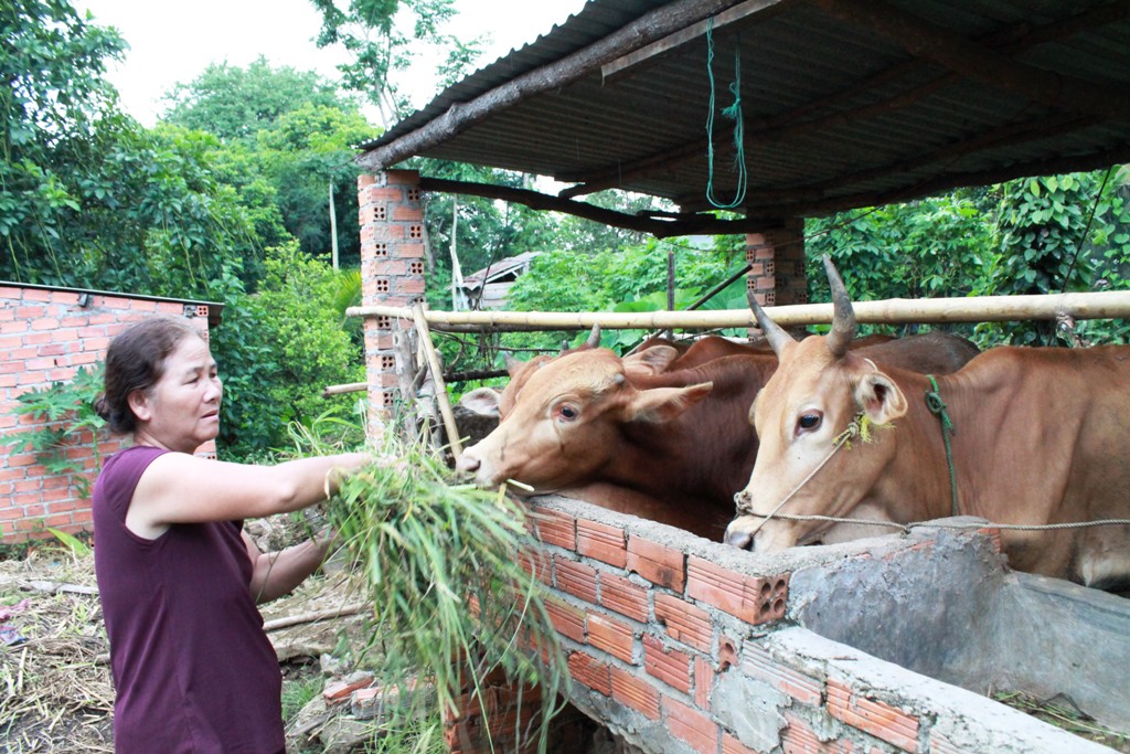 Đàn bò của gia đình anh Hoàng Văn Phước (thôn 1, xã Hòa Phú, TP. Buôn Ma Thuột) được chăm sóc phát triển tốt.