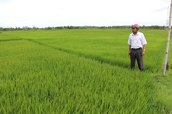 Người dân xã Hòa Sơn, huyện Krông Bông kiểm tra tiến độ sinh trưởng của cây lúa. 