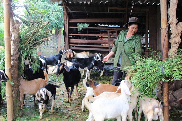 Hiệu quả từ mô hình nuôi dê nhốt chuồng của gia đình anh Nguyễn Minh Sơn ở  thị trấn Quảng Phú