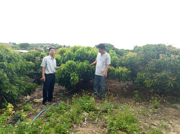 Lãnh đạo Phòng NN-PTNT huyện M'Đrắk (trái) kiểm tra mô hình trồng cây ăn quả thuộc Dự án  sản xuất công nghệ cao tại xã Ea Pil. 