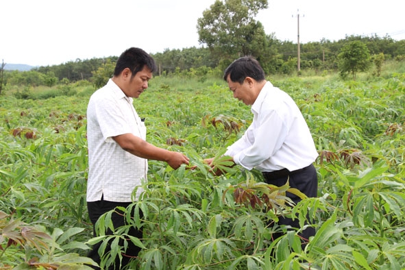 Cán bộ Chi cục Trồng trọt và Bảo vệ thực vật tỉnh kiểm tra thực địa tại xã Ea Khal,  huyện Ea H’leo.  