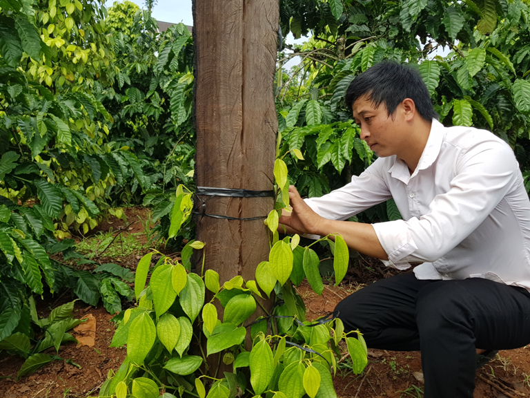 Anh Bàn Tiến Ly (xã Dliê Yang, huyện Ea H’leo) chăm sóc vườn cây của gia đình. 