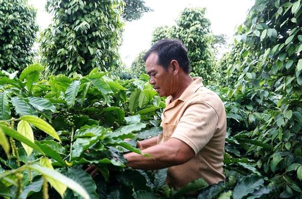 Vườn cà phê xen tiêu mang lại thu nhập hàng trăm triệu đồng mỗi năm của gia đình ông Y’Dhơn Mlô Duôn Du (phường An Lạc, thị xã Buôn Hồ). 