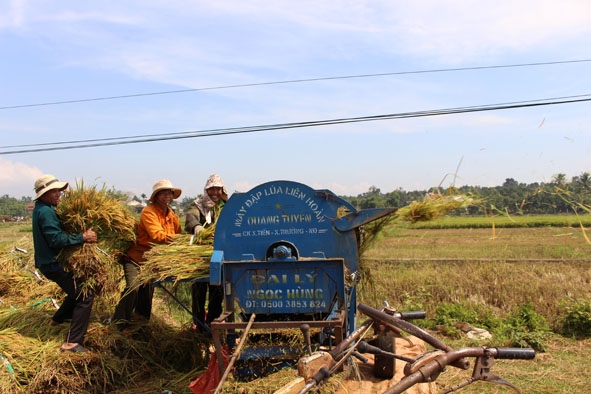 Nông dân xã  Hòa Hiệp thu hoạch lúa.    