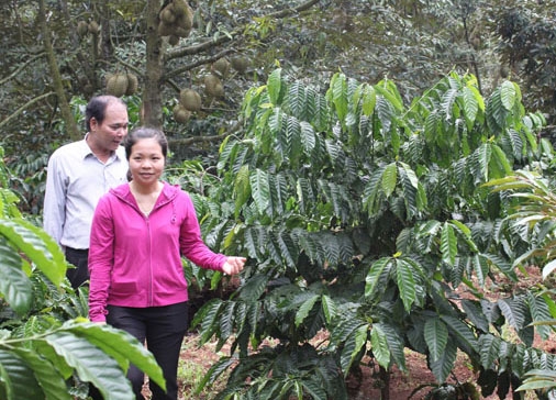 Cà phê,  sầu riêng  là những nông sản chủ lực  được  người dân huyện Krông Pắc phát triển hiệu quả. 