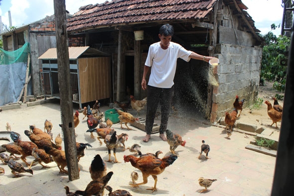 Ông Nguyễn Quang Lịch dùng phụ phẩm nông nghiệp làm thức ăn cho gà.