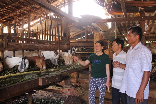 Chị Đào Thị Luyến (thôn Phước Thọ 5) giới thiệu mô hình nuôi dê nhốt chuồng của gia đình mang lại hiệu quả kinh tế cao. 
