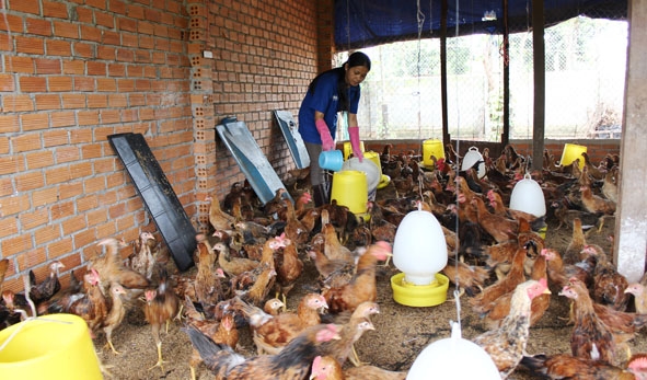 Mô hình nuôi gà thịt của nông dân ở xã Ea Mnang.