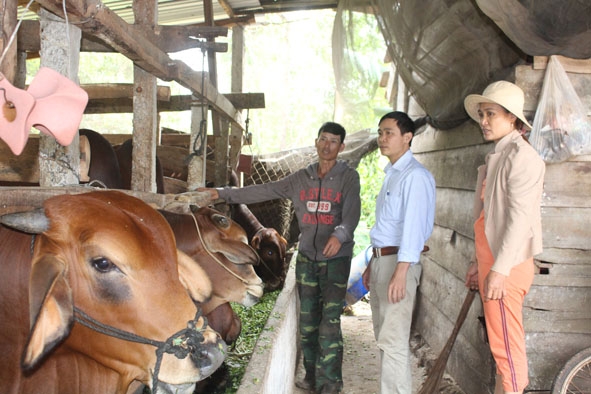Cán bộ Hội Nông dân xã Hòa An (huyện Krông Pắc) kiểm tra tiến độ thực hiện dự án nuôi bò vỗ béo. 
