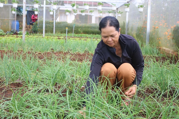 Bà Nông Thị Hường (thôn 8, xã Pơng Đrang) chăm sóc vườn rau của gia đình.  