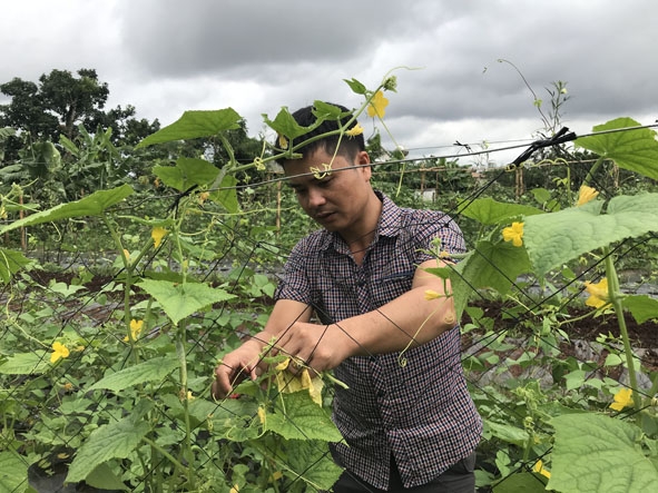 Nguyễn Phước Thiện, Giám đốc Công ty TNHH Nico Nico Yasai tỉ mẫn chăm sóc rau trồng theo phương pháp hữu cơ.