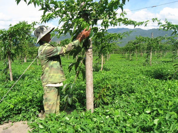 Mô hình trồng chanh dây mang lại hiệu quả kinh tế cao của gia đình bà Nguyễn Thị Hiệp (xã Hòa Sơn, huyện Krông Bông).  