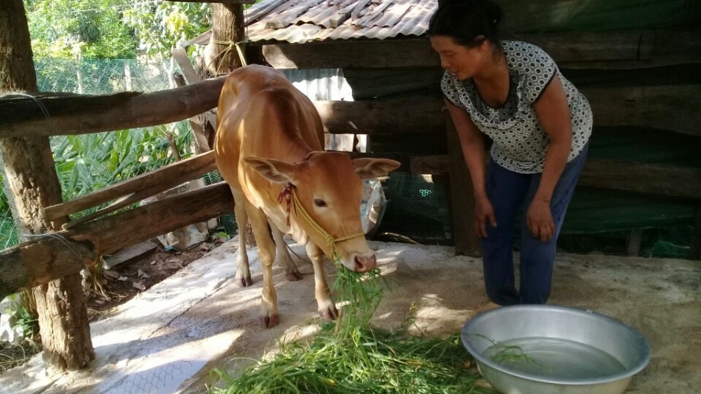 Chị Nguyễn Thị Chiến vui mừng khi được Hội LHPN xã Ea Lê hỗ trợ bò sinh sản