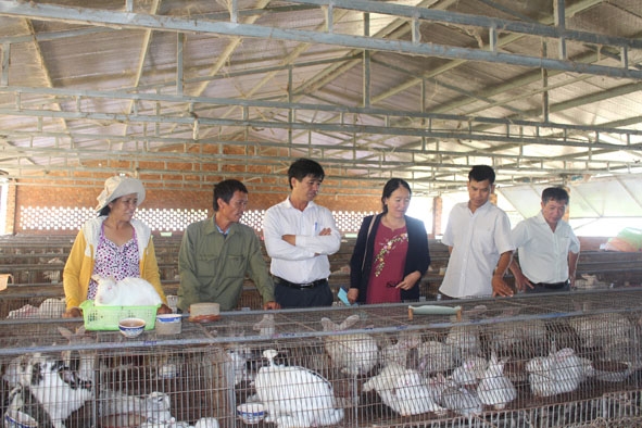 Cán bộ Hội Nông dân huyện Ea Kar tham quan mô hình chăn nuôi của ông Nguyễn Văn Tranh (thôn 9, xã Ea Sar). 