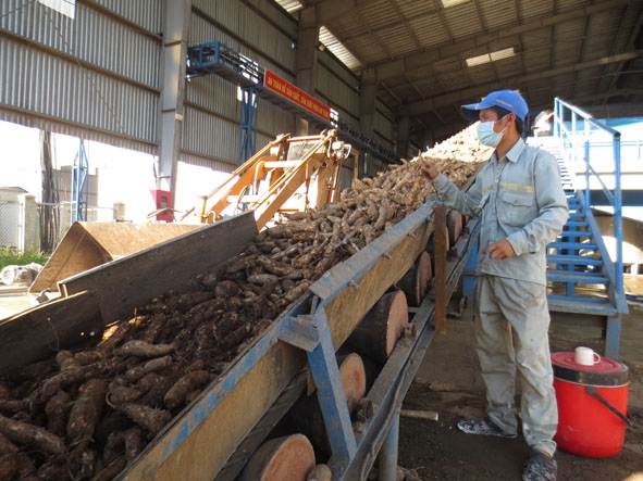 Dây chuyền sản xuất của Nhà máy chế biến tinh bột sắn Công ty TNHH Thương mại Khánh Dương (xã Krông Jing, huyện M'Đrắk) bắt đầu hoạt động từ giữa tháng 9 nhưng chỉ đạt 70-80% công suất thiết kế.   