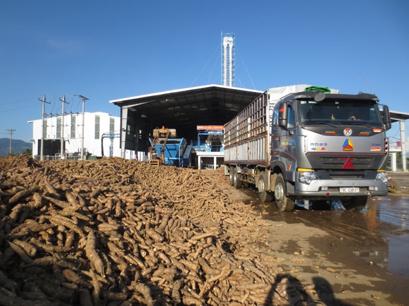 Nguồn nguyên liệu của Nhà máy chế biến tinh bột sắn Công ty TNHH Thương mại Khánh Dương (xã Krông Jing, huyện M'Đrắk) được thu mua chủ yếu từ các tỉnh Gia Lai, Phú Yên... 