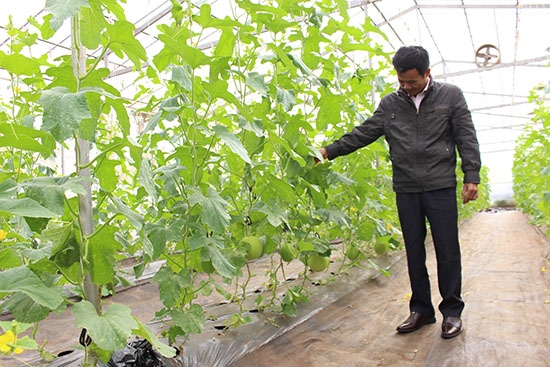 Mô hình trồng dưa lưới có ứng dụng công nghệ cao ở huyện Cư M'gar (ảnh minh họa)