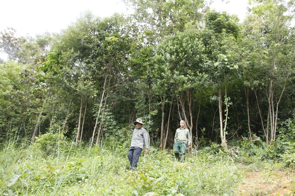 Khu vực rừng nhận khoán của hộ ông Nguyễn Văn Kỳ. 