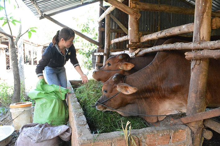 Chị Đoàn Thị Sa, xã Hòa Sơn, huyện Krông Bông chăm sóc đàn bò của gia đình. 