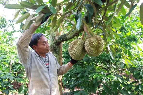 Ông Y Drin Niê, buôn Ko Tam, xã Ea Tu chăm sóc vườn cà phê xen sầu riêng của gia đình. 