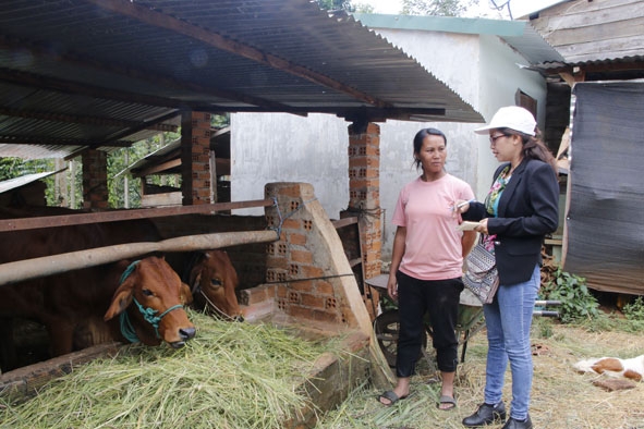 Chị H’Rưng Mlô ở thôn 1, xã Tân Lập (bên trái) chăm sóc cặp bò giống mới được hỗ trợ. 