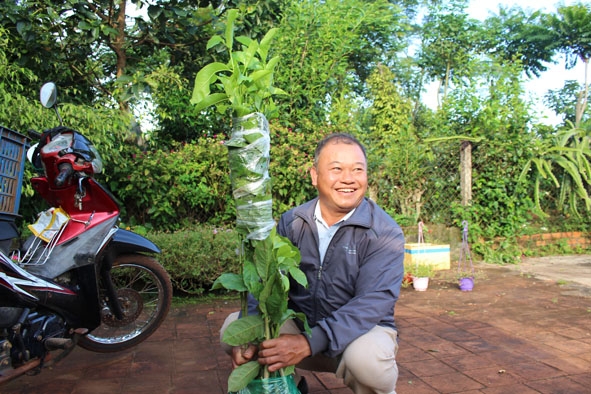 Ông Trần Hữu Đức tìm mua giống cây dổi để giới thiệu với hội viên.  