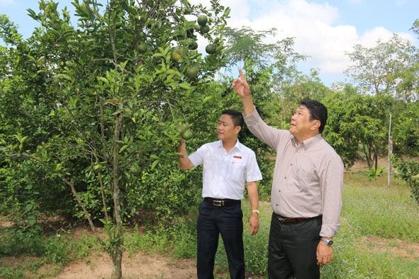 Bí thư Huyện ủy Buôn Đôn Vong Nhi Ksơr (bên phải) cùng cán bộ Agribank Buôn Đôn kiểm tra hiệu quả  vốn vay tại một mô hình sản xuất trên địa bàn.  