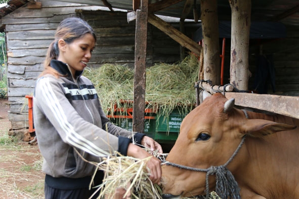 Chị H’Niêl Niê chăm sóc con bò được Ban CHQS huyện Krông Pắc hỗ trowj.