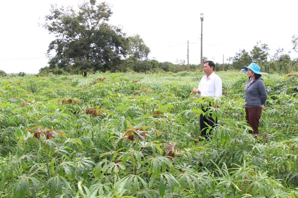 Mô hình trồng sắn cao sản của người dân xã Ea Sol, huyện Ea H'leo.