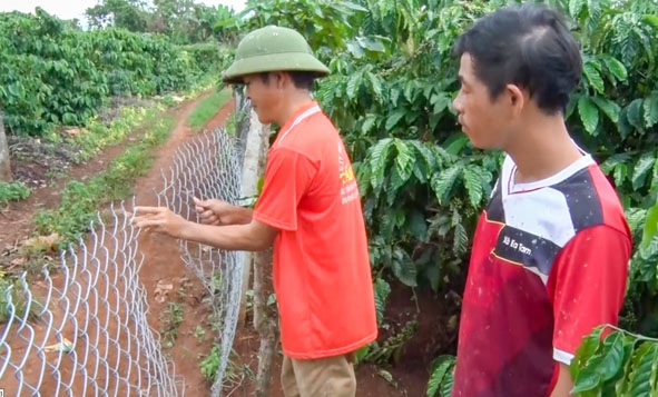 Anh Nguyễn Hữu Đình ở thôn Tam Thủy, xã Ea Tam (bên trái) làm hàng rào để phòng trộm nông sản. 