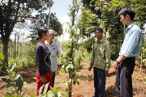 Đồng chí Y Kell B'Krông, Bí thư Chi bộ thôn 1, xã Tân Lập (thứ 2 từ phải sang) đang hướng dẫn người dân cách chăm sóc cây trồng.