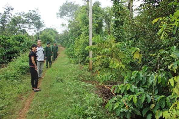 Tổ tuần tra bảo vệ trật tự mùa thu hoạch cà phê tại xã Hòa Đông (huyện Krông Pắc) .