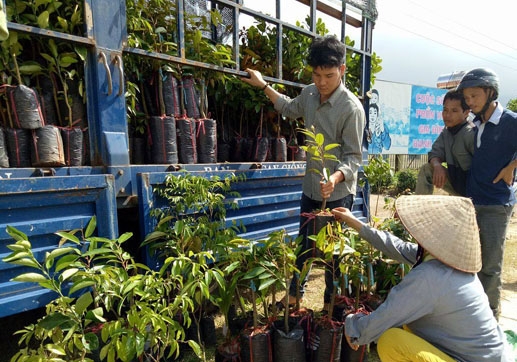 Người dân huyện M'Đrắk vẫn có thói quen mua giống cây lâu năm không rõ nguồn gốc tại các xe bán cây giống lưu động. 