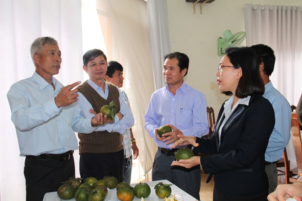 HTX Nông nghiệp thương mại - Dịch vụ - Vận tải Thành Công giới thiệu sản phẩm cam, quýt đạt tiêu chuẩn VietGAP tại Hội nghị kết nối thương mại của tỉnh.    