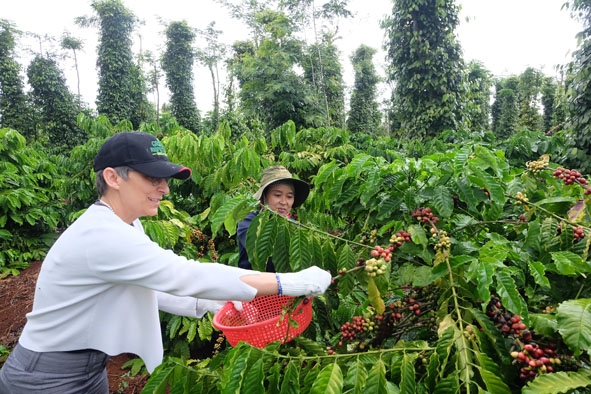 Bà Beatrice Maser Mallor, Đại sứ Thụy Sĩ tại Việt Nam trải nghiệm hái cà phê cùng nông dân ở huyện Cư Kuin. 