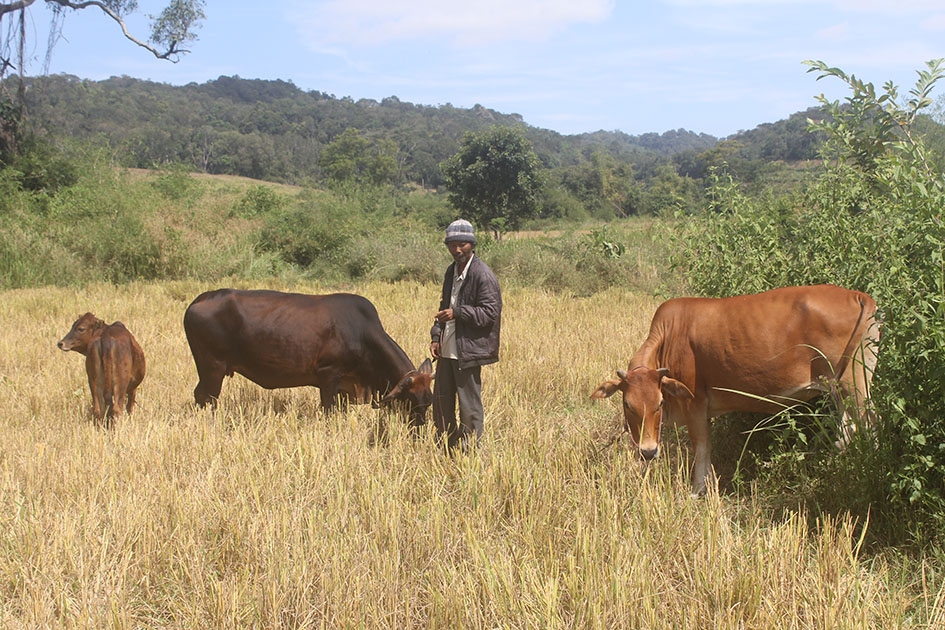 Đồng cỏ rộng lớn ở buôn Lách Ló (xã Nam Ka) giúp nhóm LEG nuôi bò lai tận dụng được nguồn thức ăn tự nhiên.