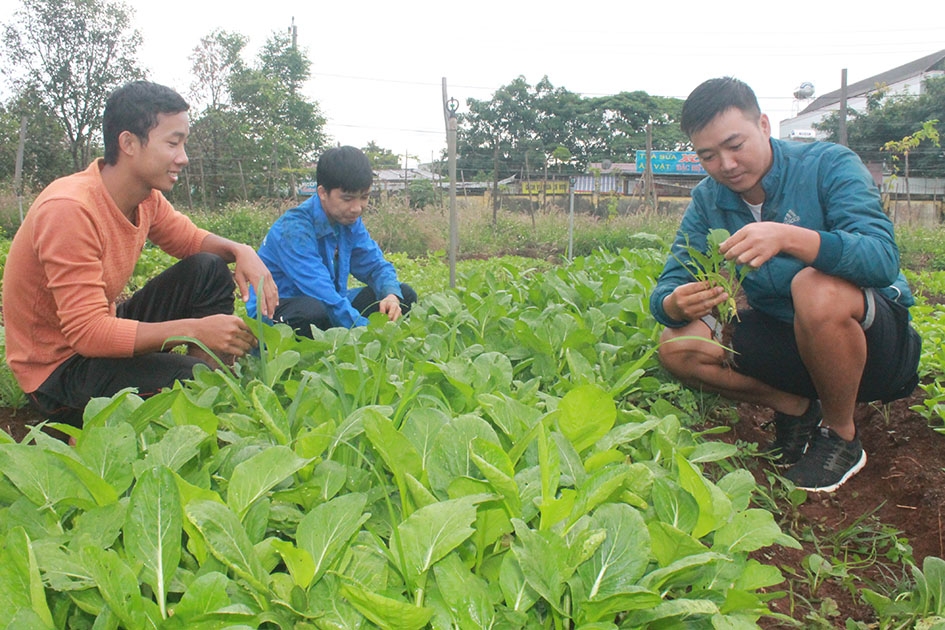 Nguyễn Văn Linh (phải) cùng các bạn sinh viên trong trường tìm hiểu, trao đổi về cách  xử lý sâu bệnh trên rau.   