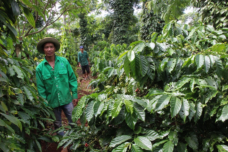 Vườn cà phê lâm sinh của Nông trại Đồng Tâm phát triển tốt, ít dịch bệnh.